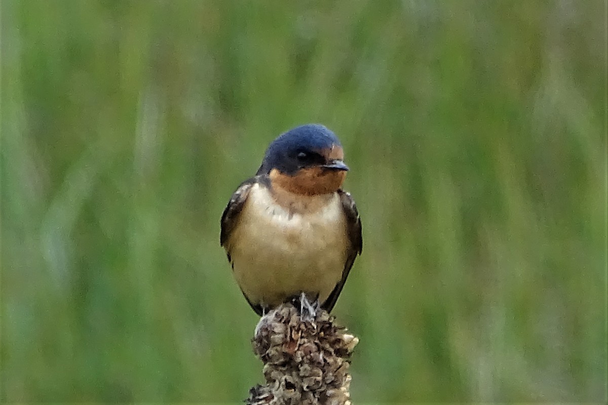 Hirondelle rustique (erythrogaster) - ML100384951