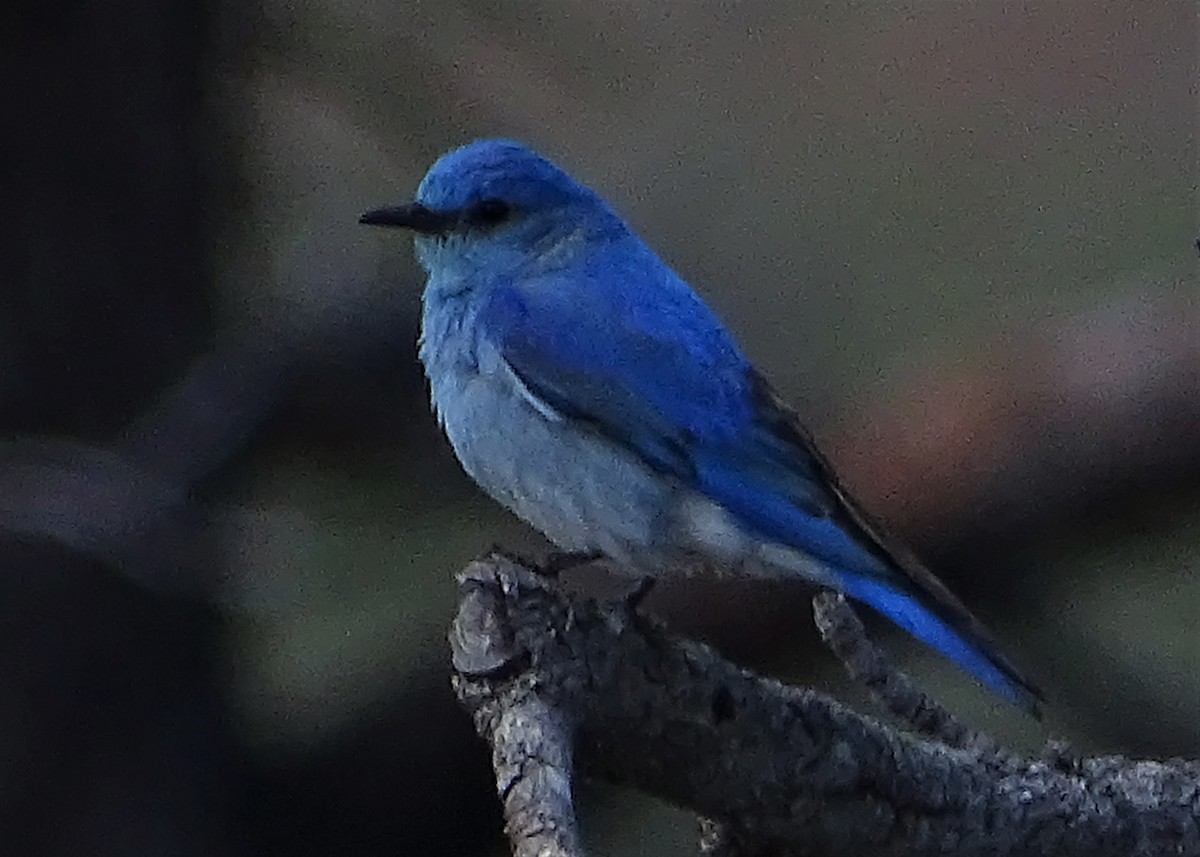 Mountain Bluebird - ML100385151