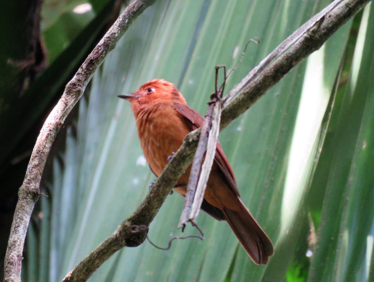 Rufous Piha - ML100385371