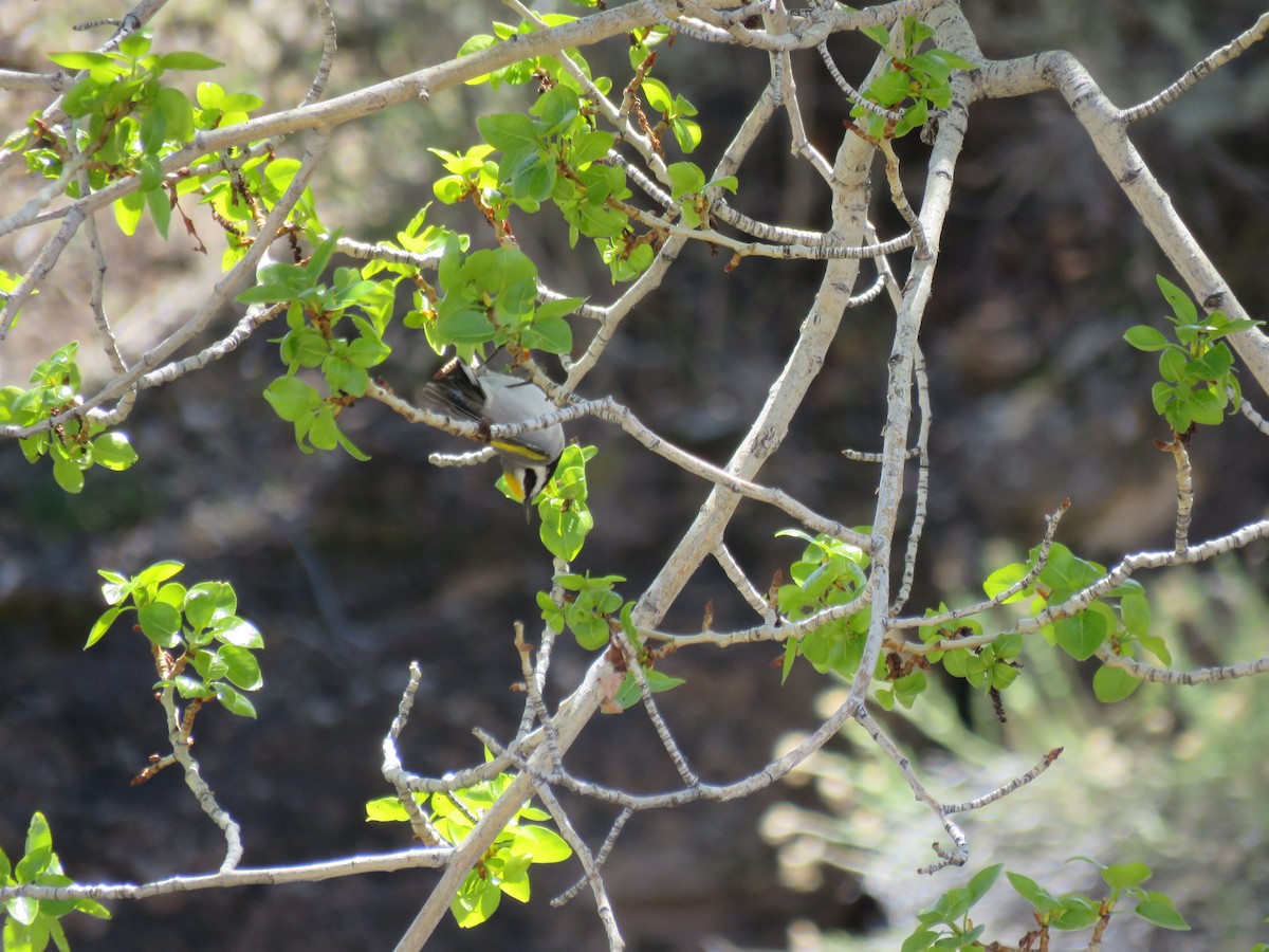 Golden-winged Warbler - ML100385531