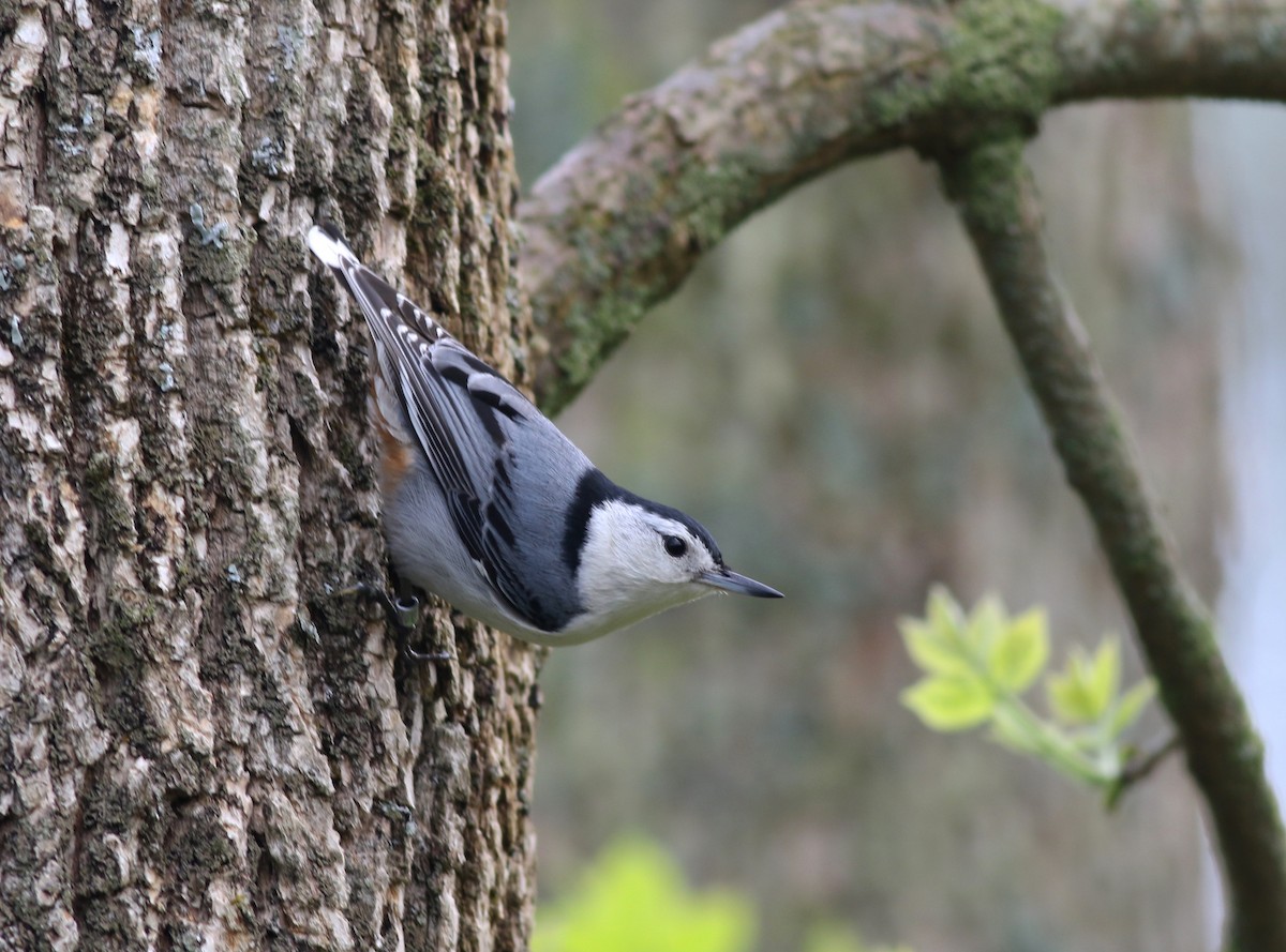 hvitbrystspettmeis (carolinensis) - ML100385931