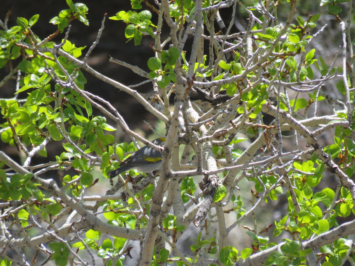 Golden-winged Warbler - ML100386771