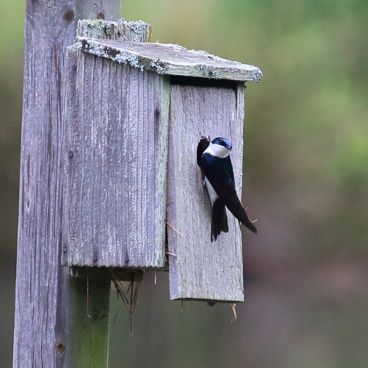 Golondrina Bicolor - ML100390061