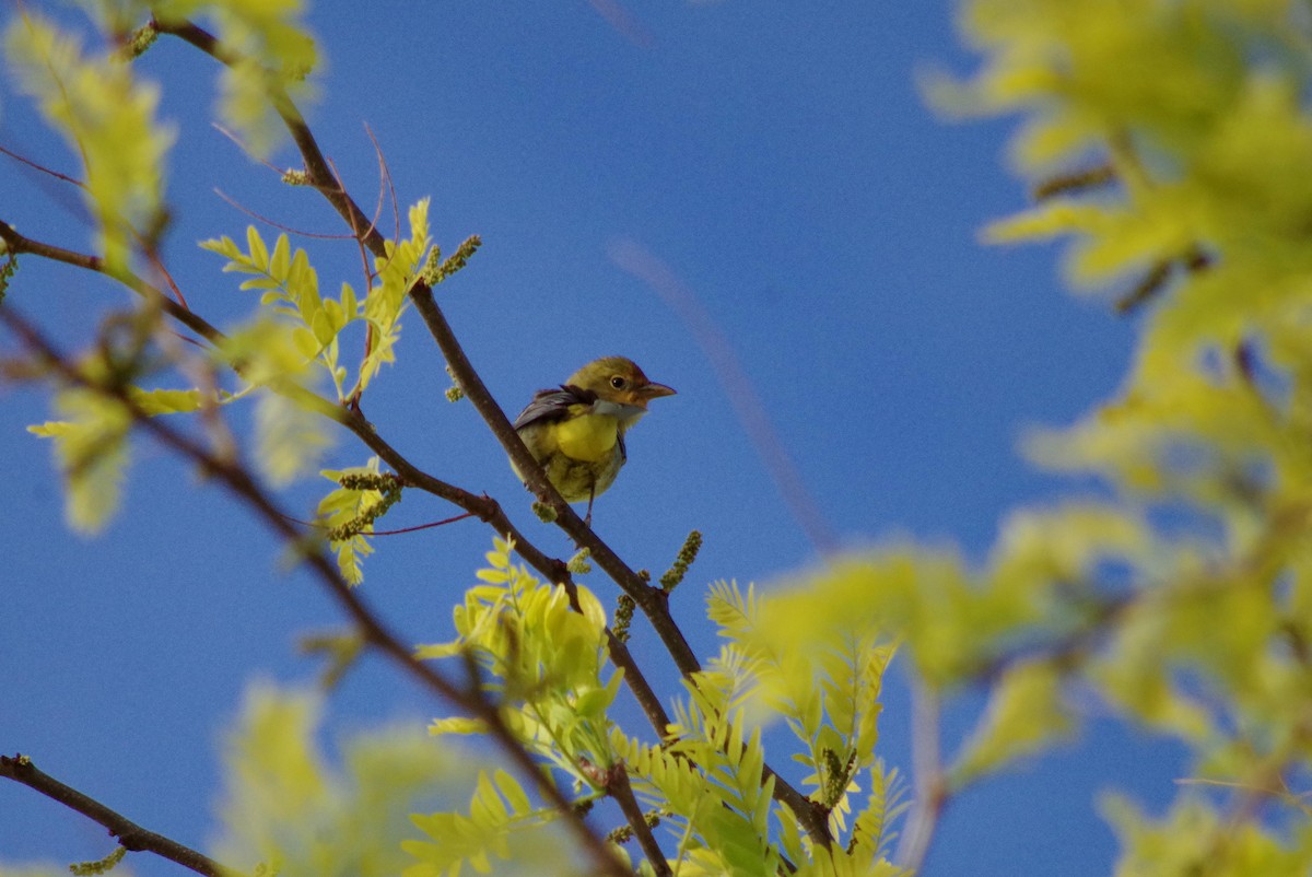 Western Tanager - J D