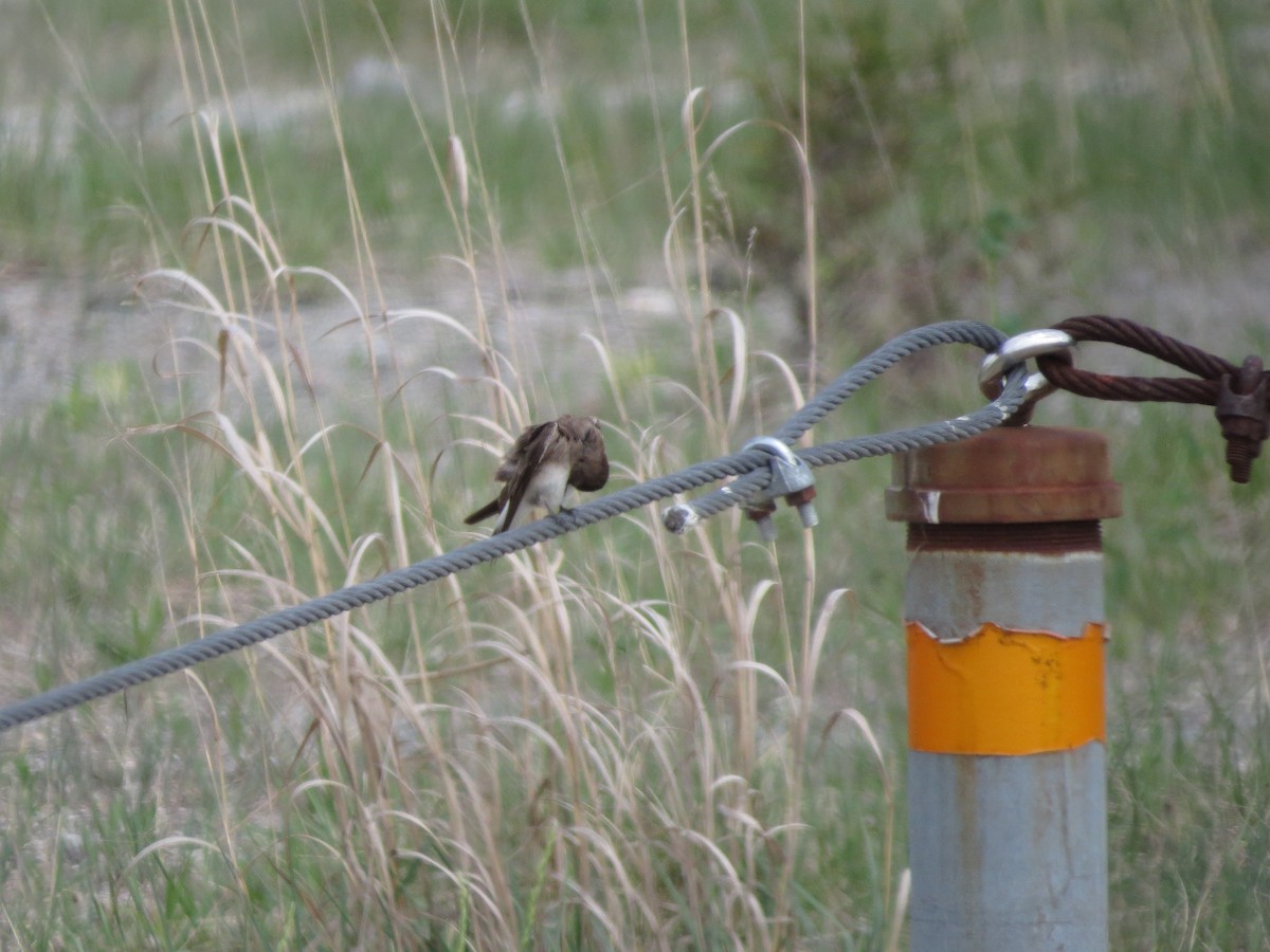 Northern Rough-winged Swallow - ML100393461