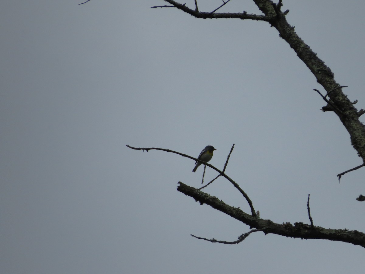 Northern Parula - ML100393701