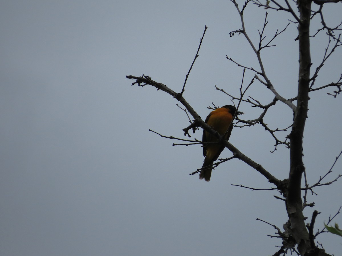 Baltimore Oriole - ML100393811