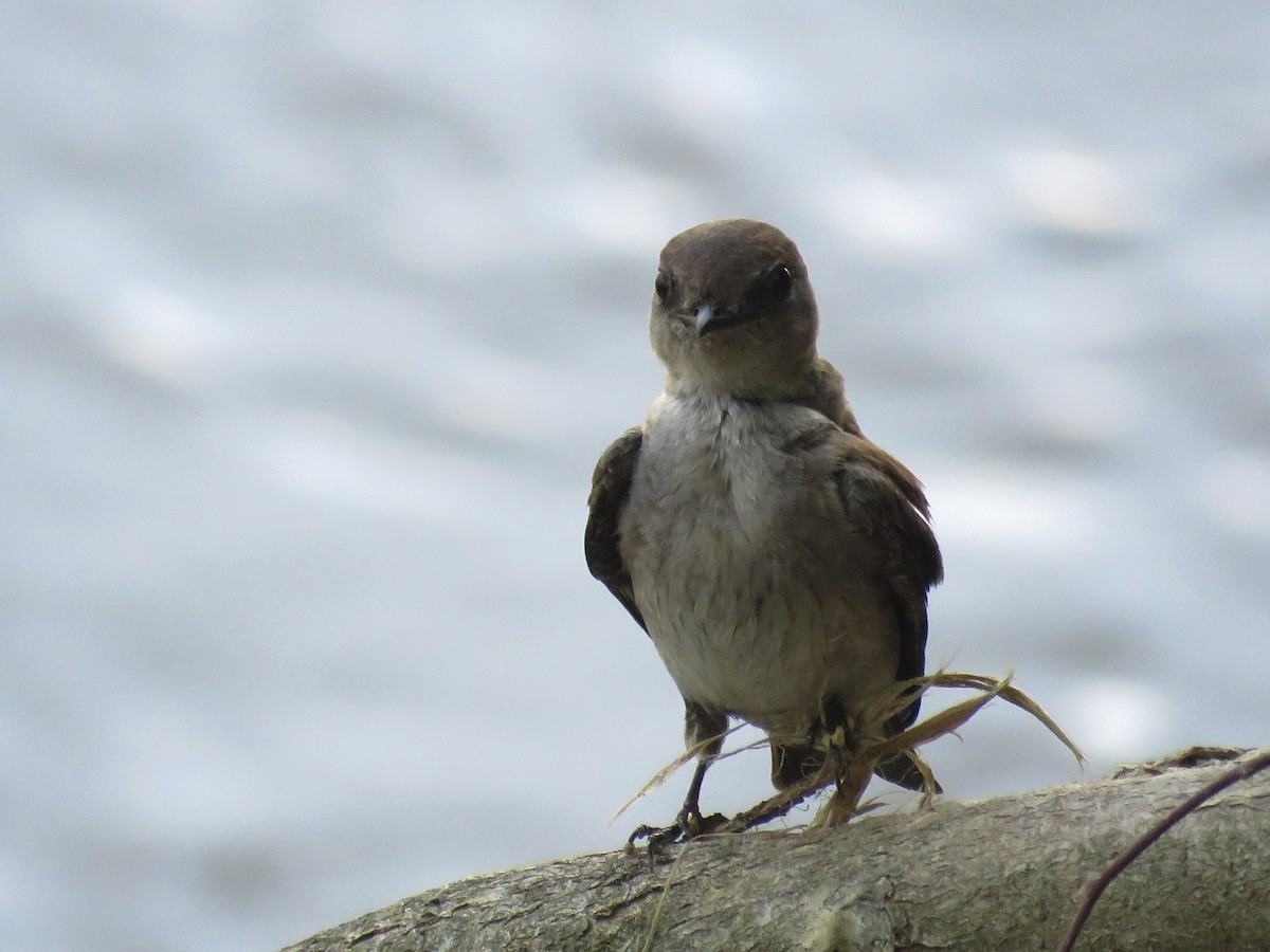 Northern Rough-winged Swallow - ML100394651