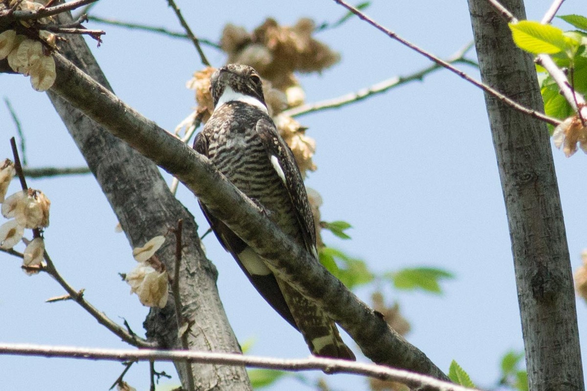 Common Nighthawk - ML100398311