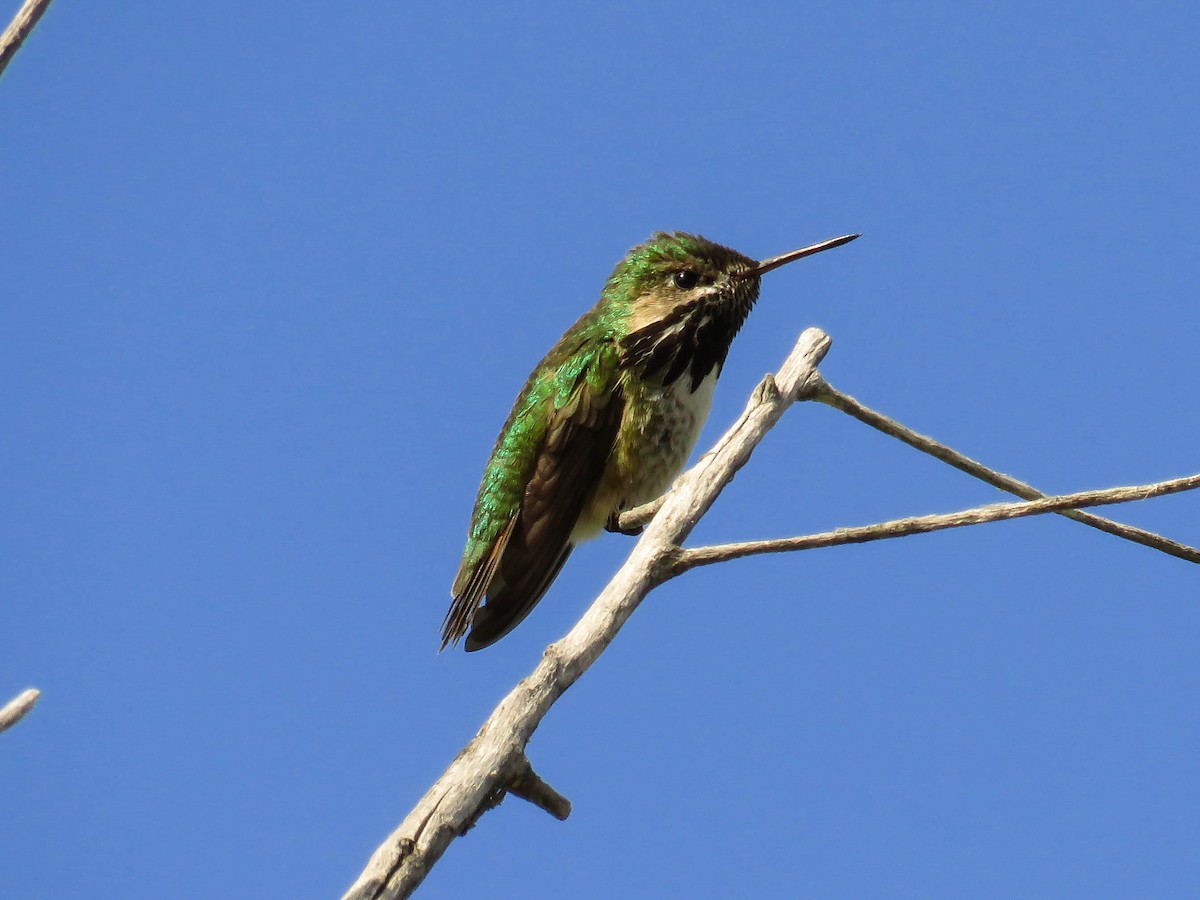 Calliope Hummingbird - Blair Dudeck