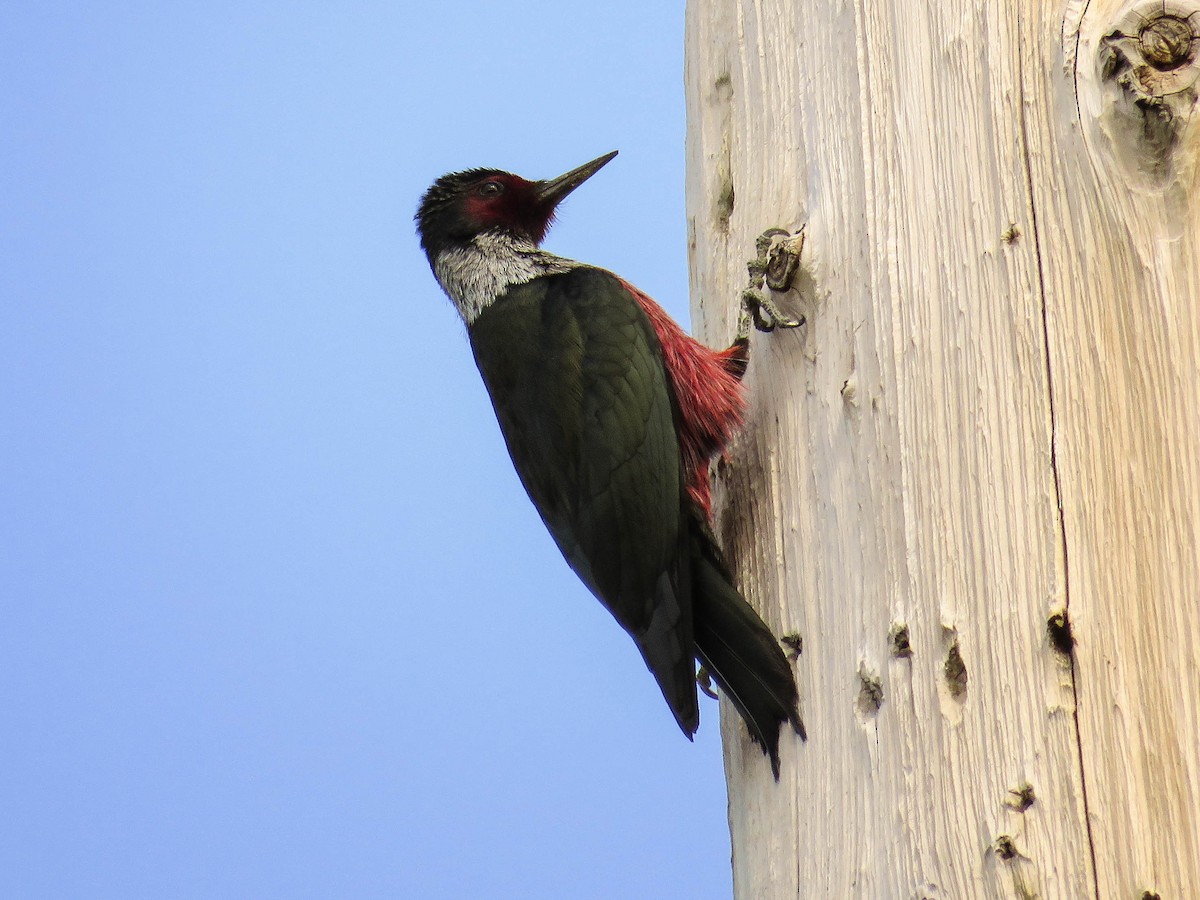 Lewis's Woodpecker - Blair Dudeck