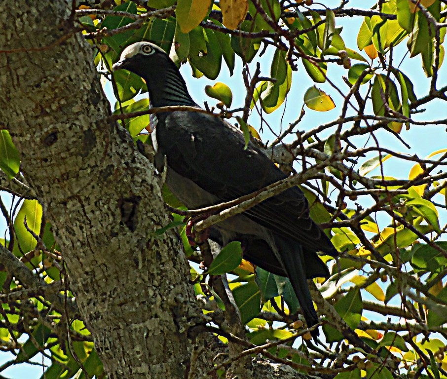 Pigeon à couronne blanche - ML100400761