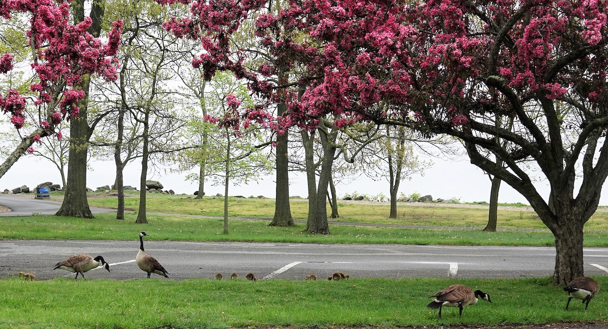 Canada Goose - ML100402241