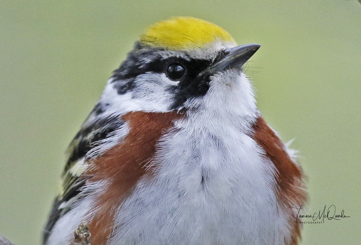 Chestnut-sided Warbler - Tammy McQuade