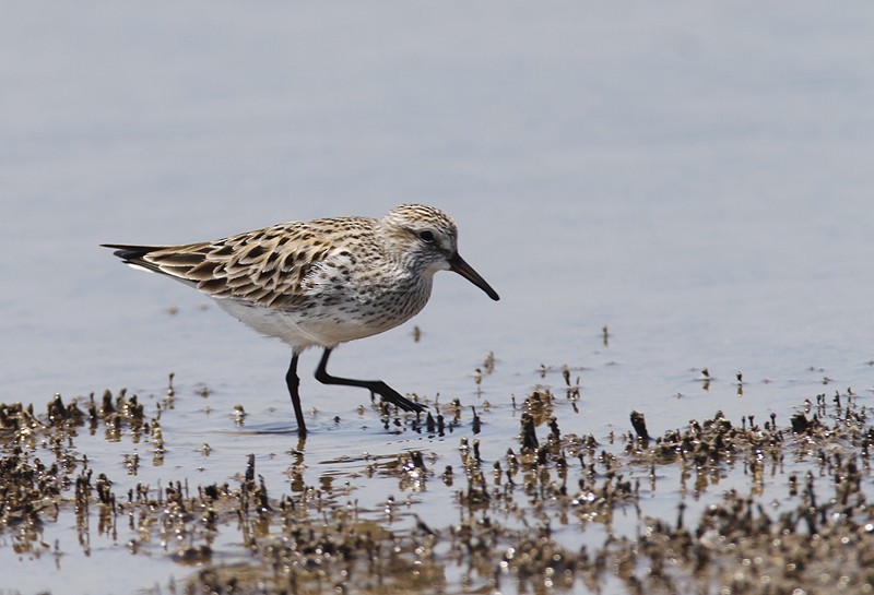 White-rumped Sandpiper - ML100405031