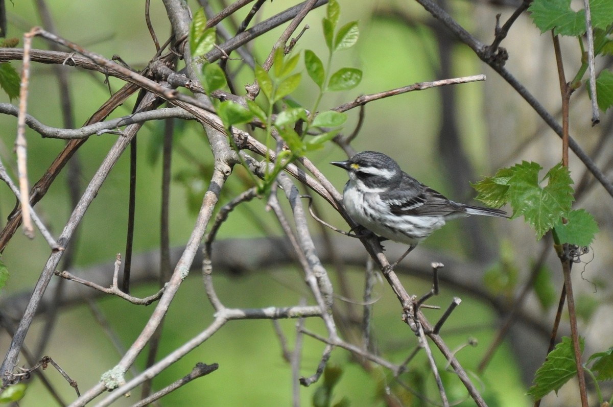 Black-throated Gray Warbler - ML100405401