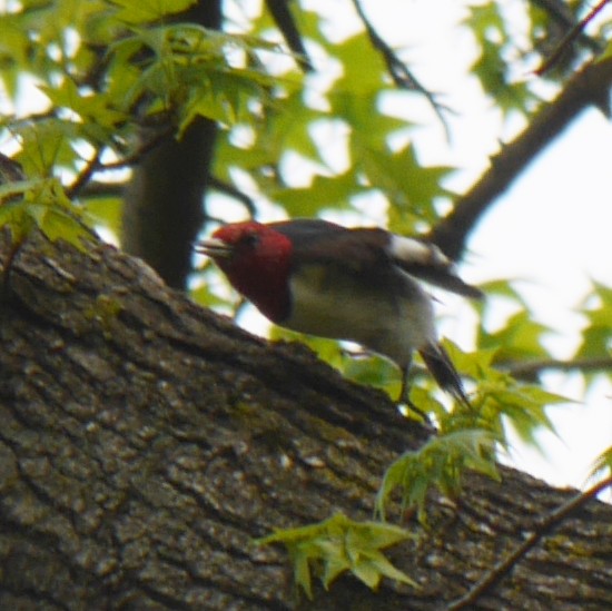 Pic à tête rouge - ML100406381