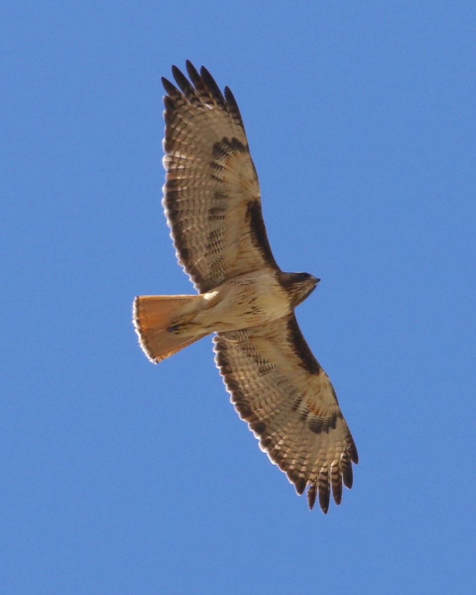 Red-tailed Hawk - ML100406451