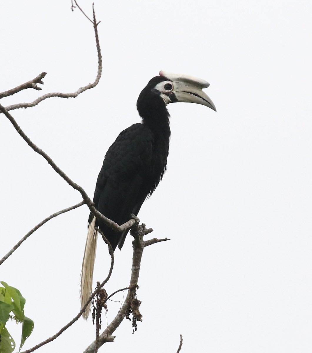 Palawanhornvogel - ML100407161