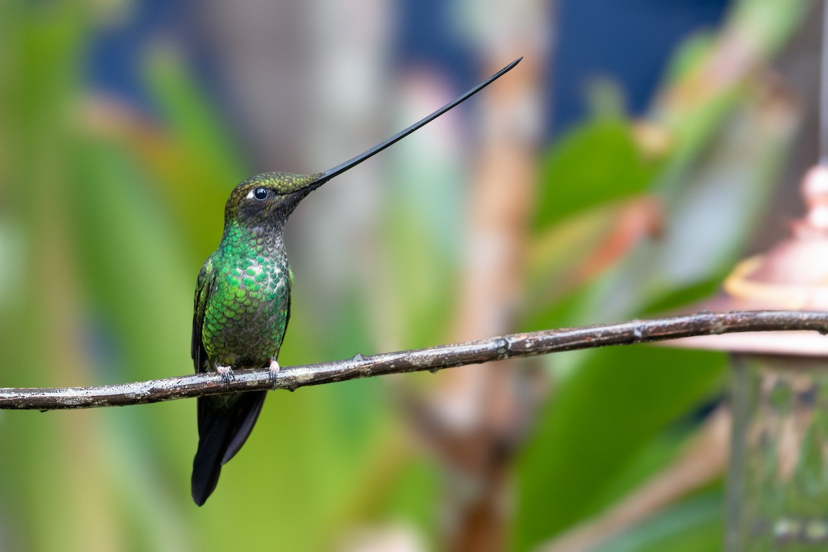 Sword-billed Hummingbird - Drew Weber