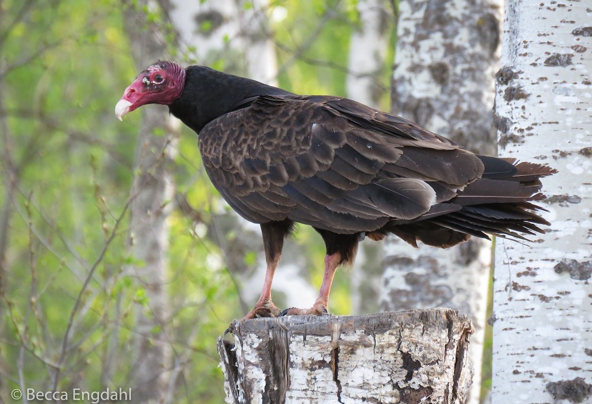 Turkey Vulture - ML100409201