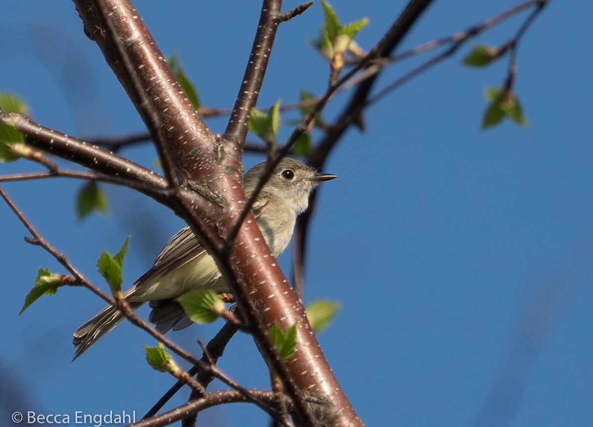 Least Flycatcher - Becca Engdahl