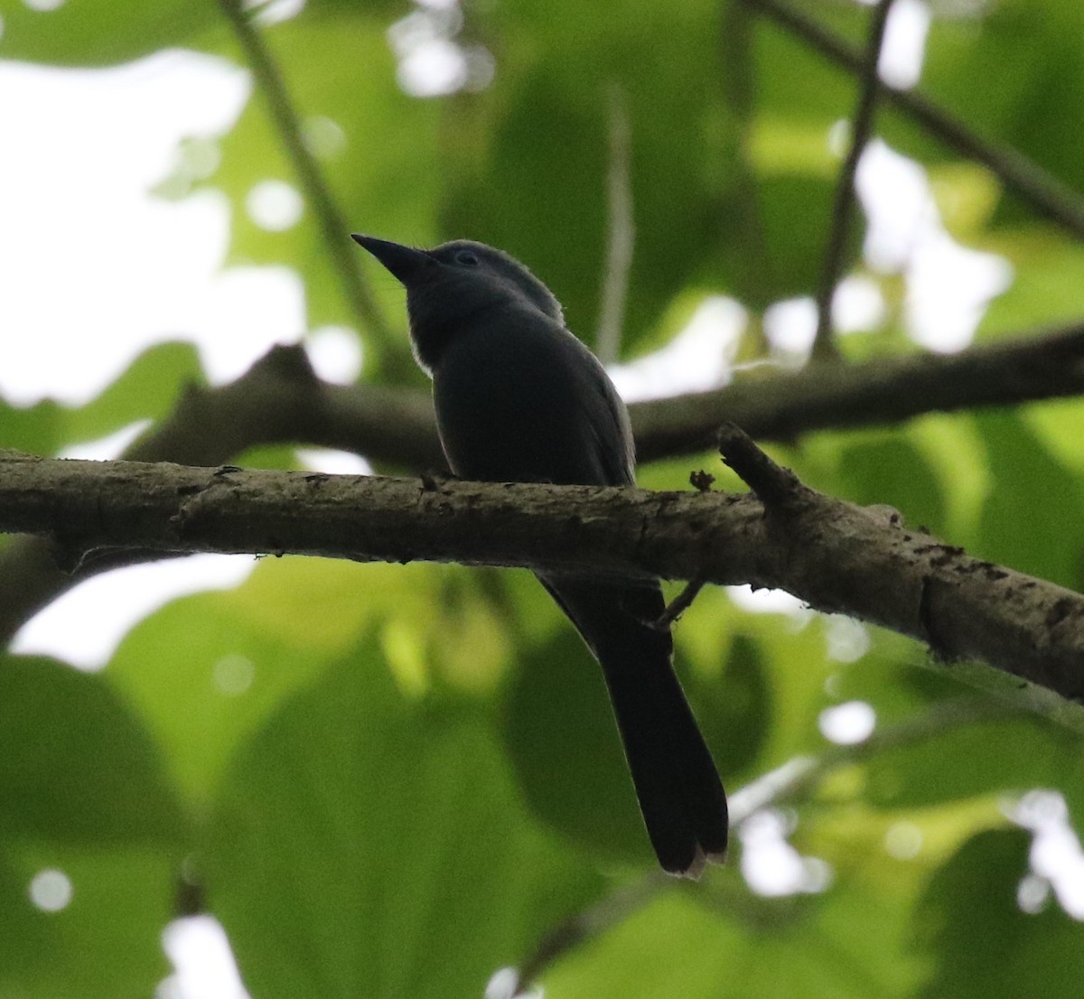 Blue Paradise-Flycatcher - ML100409481