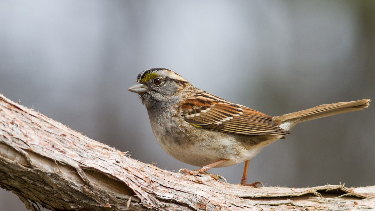 White-throated Sparrow - ML100409871