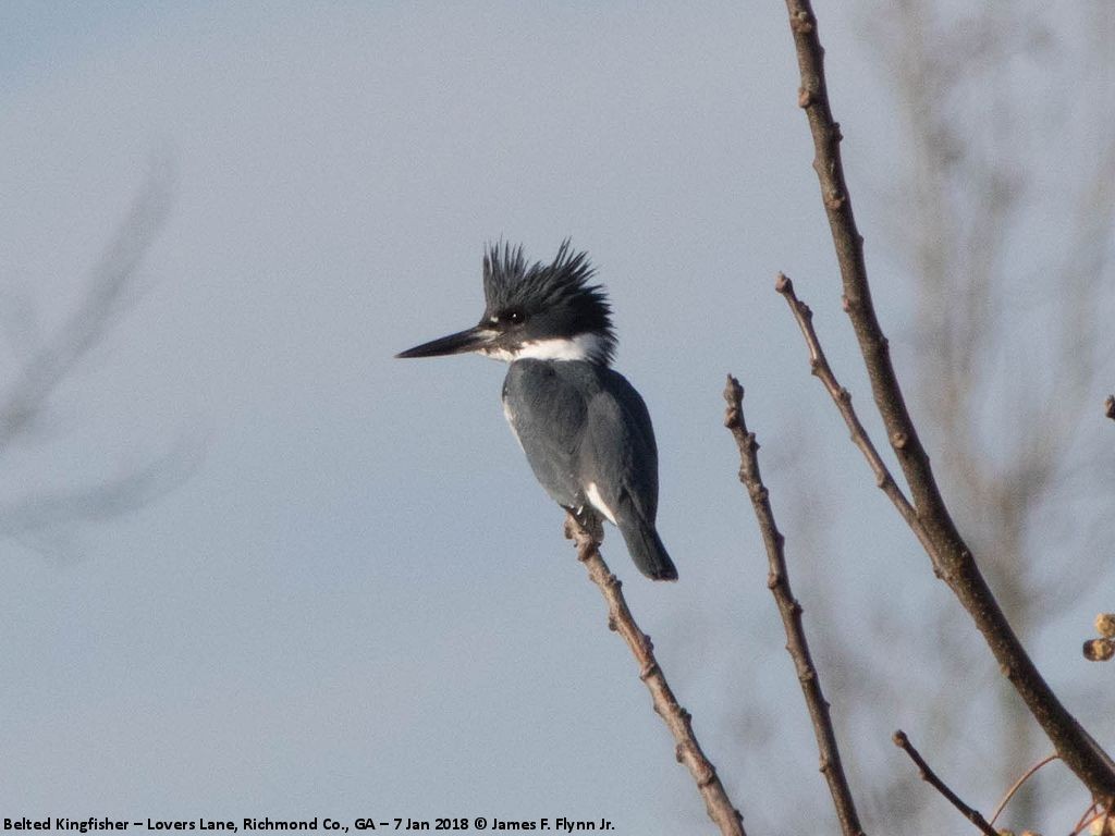 Belted Kingfisher - ML100410951