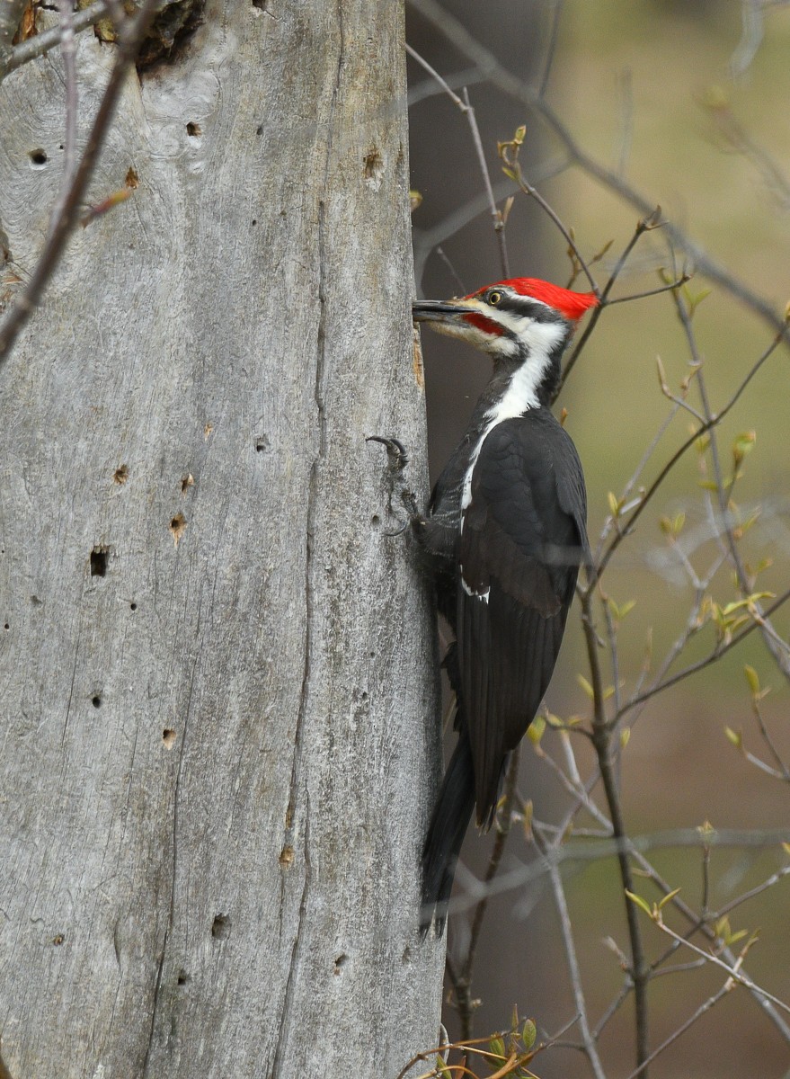 Pileated Woodpecker - ML100411441