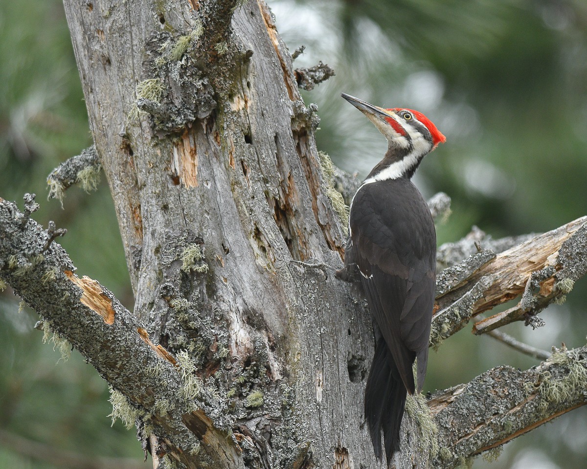 Pileated Woodpecker - ML100411451