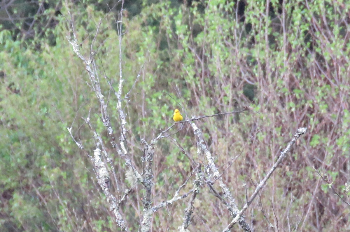 Blue-winged Warbler - ML100412671