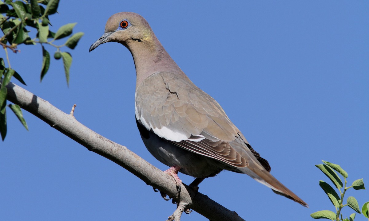 White-winged Dove - ML100414231