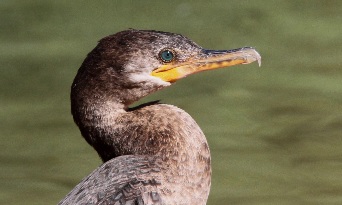 Neotropic Cormorant - ML100415211