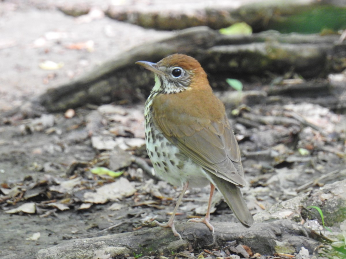 Wood Thrush - ML100415651