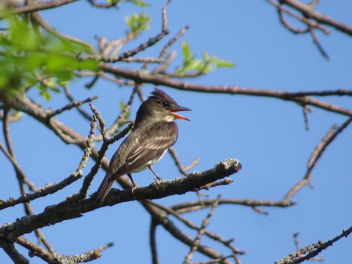 Olive-sided Flycatcher - ML100416541