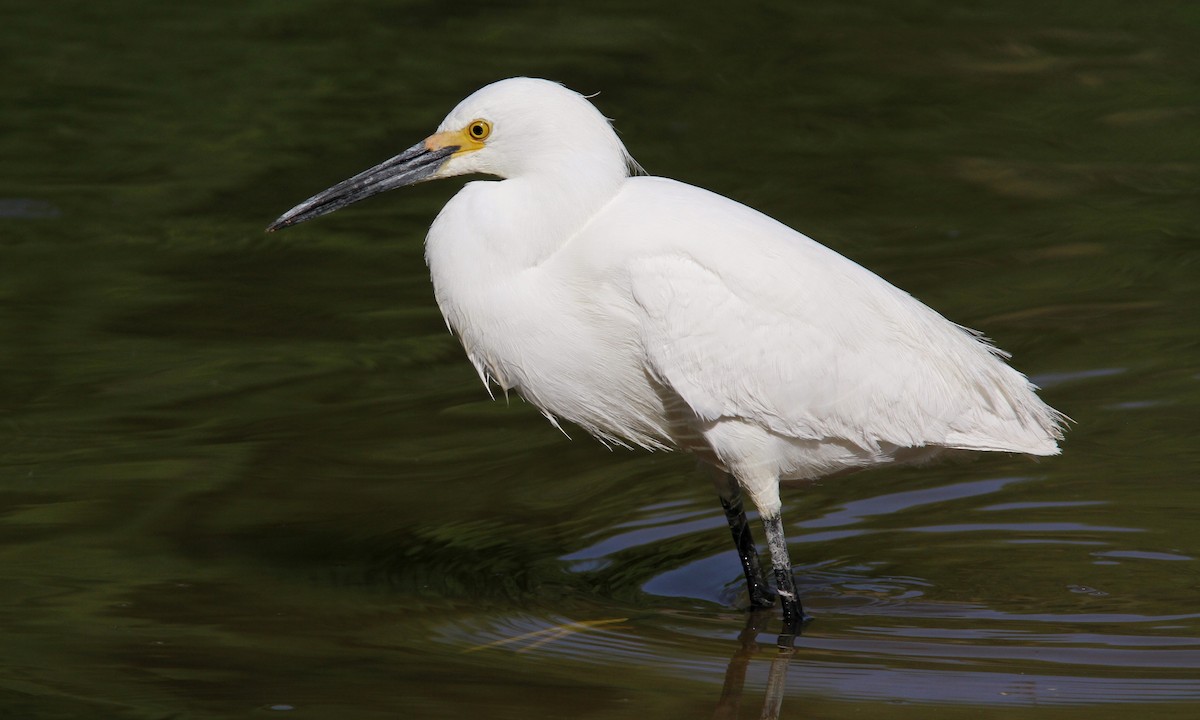 Snowy Egret - ML100416601