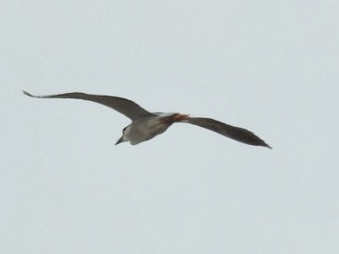 Black-crowned Night Heron - ML100418081