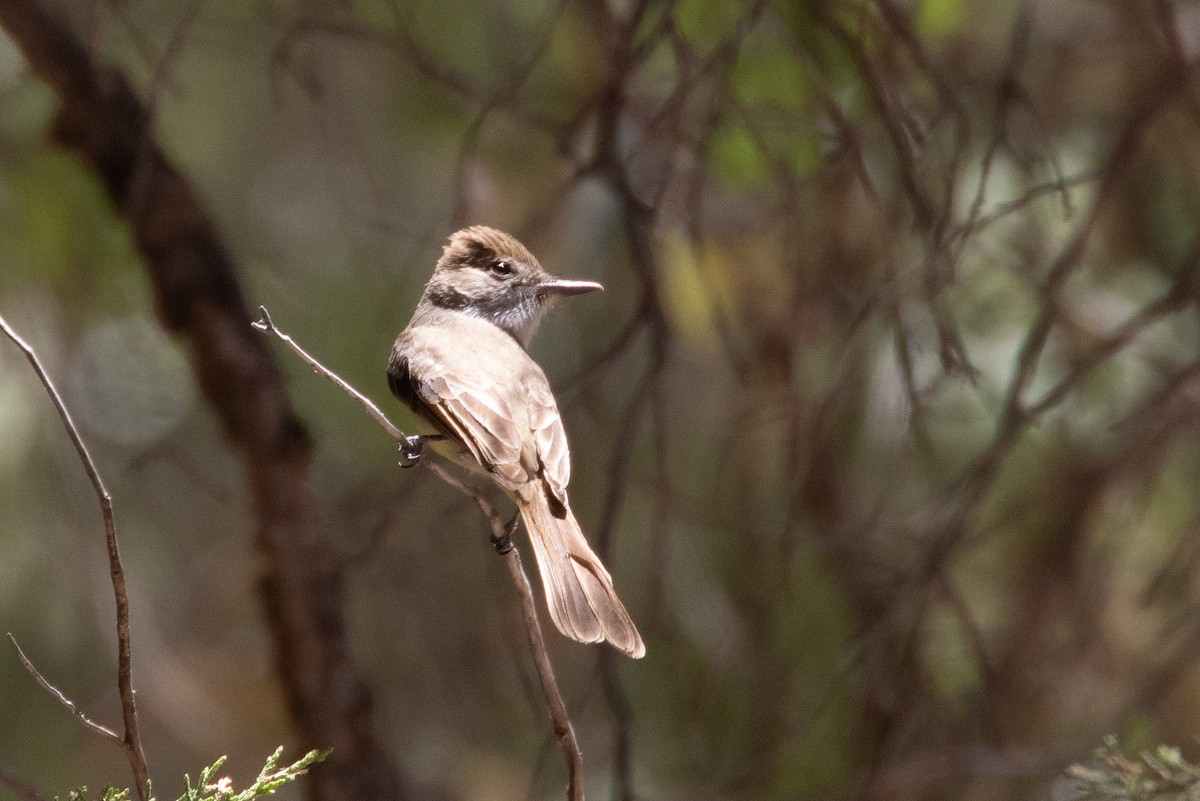 Dusky-capped Flycatcher - ML100418721