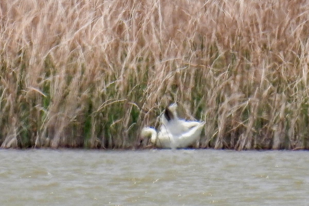 Snow Goose - ML100419601