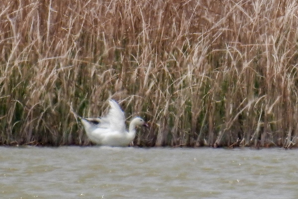 Snow Goose - ML100419611