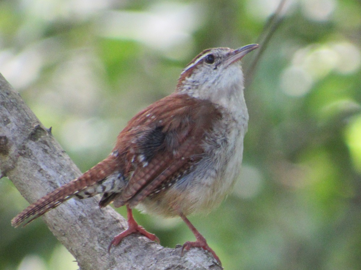 Carolina Wren - ML100420131