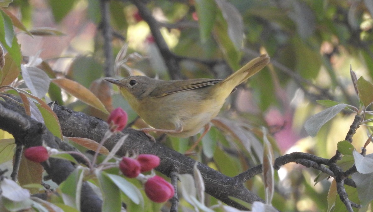 Common Yellowthroat - ML100420221