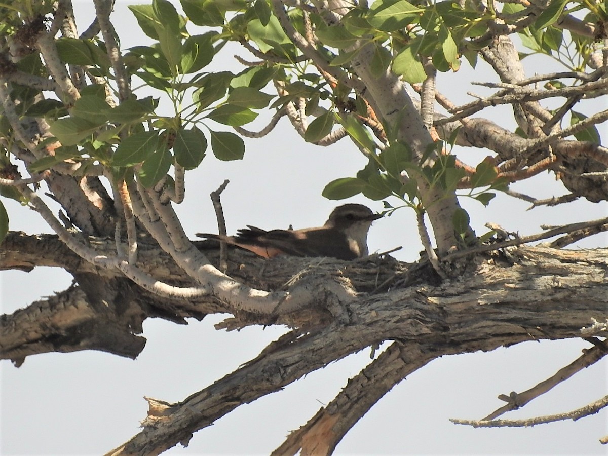 Vermilion Flycatcher - Debbi Senechal