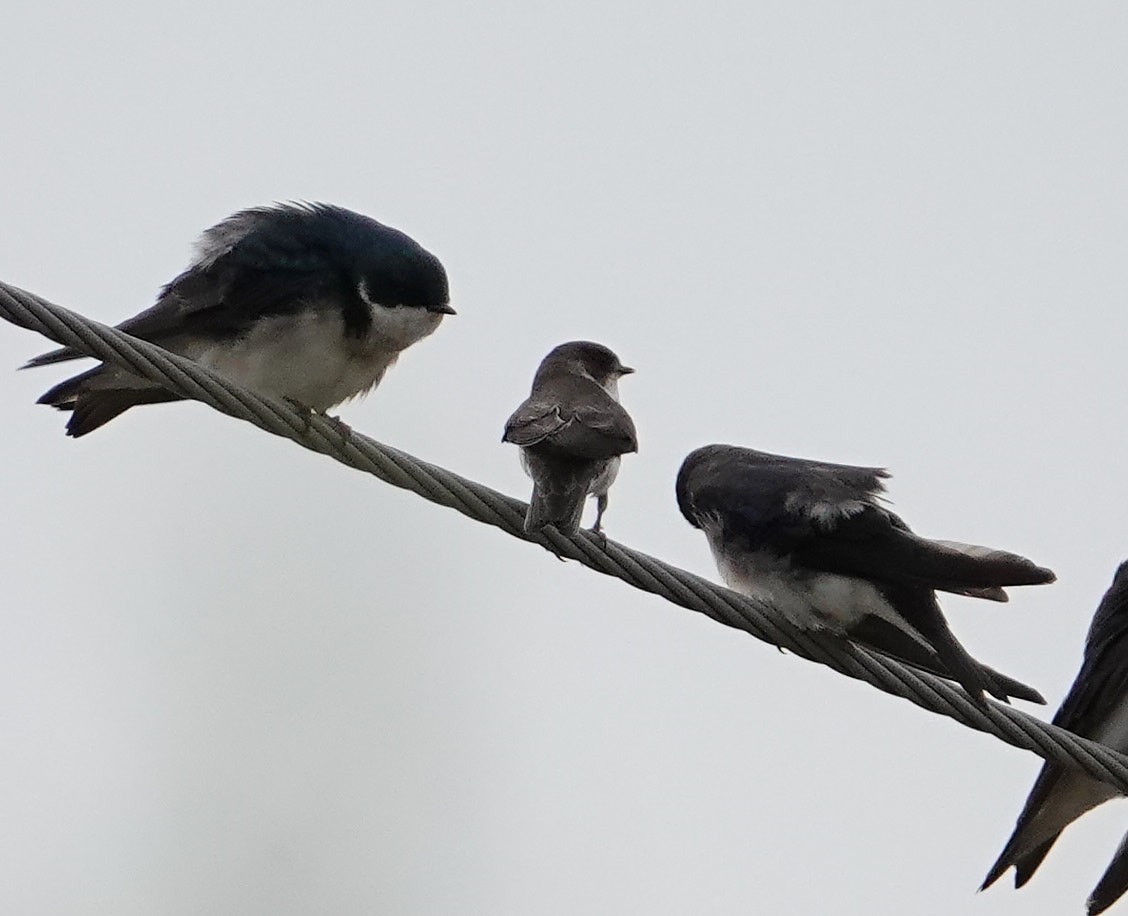 Bank Swallow - ML100421681