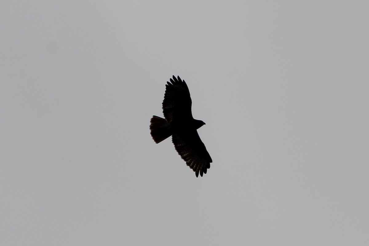 Red-tailed Hawk - ML100424371