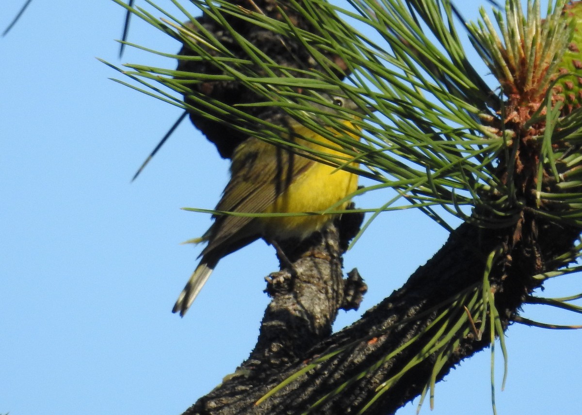 Nashville Warbler - Neill Vanhinsberg