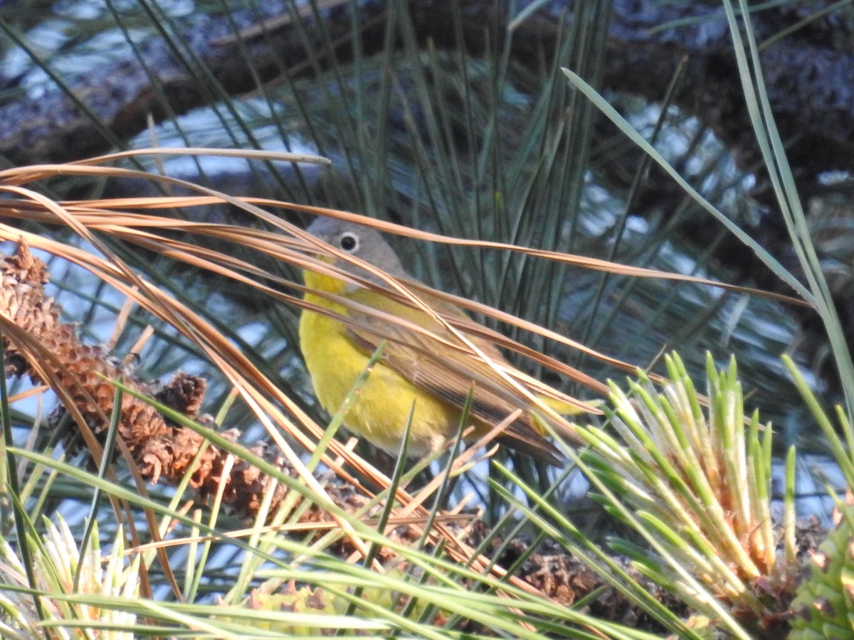 Rubinfleck-Waldsänger - ML100424521