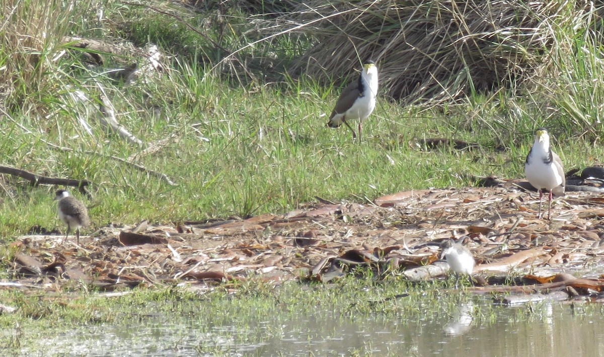 Masked Lapwing - ML100428961