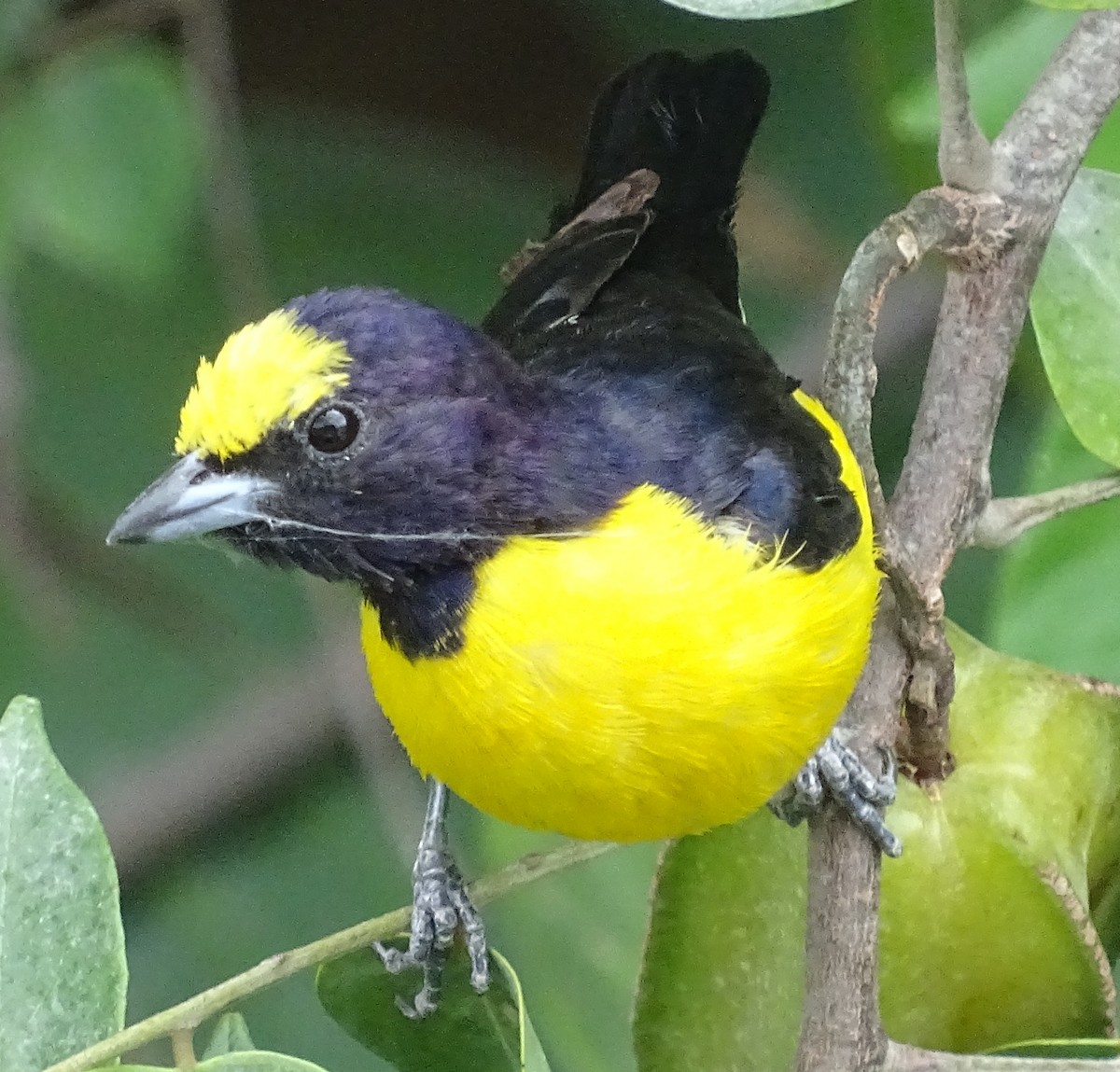 Purple-throated Euphonia - ML100428981